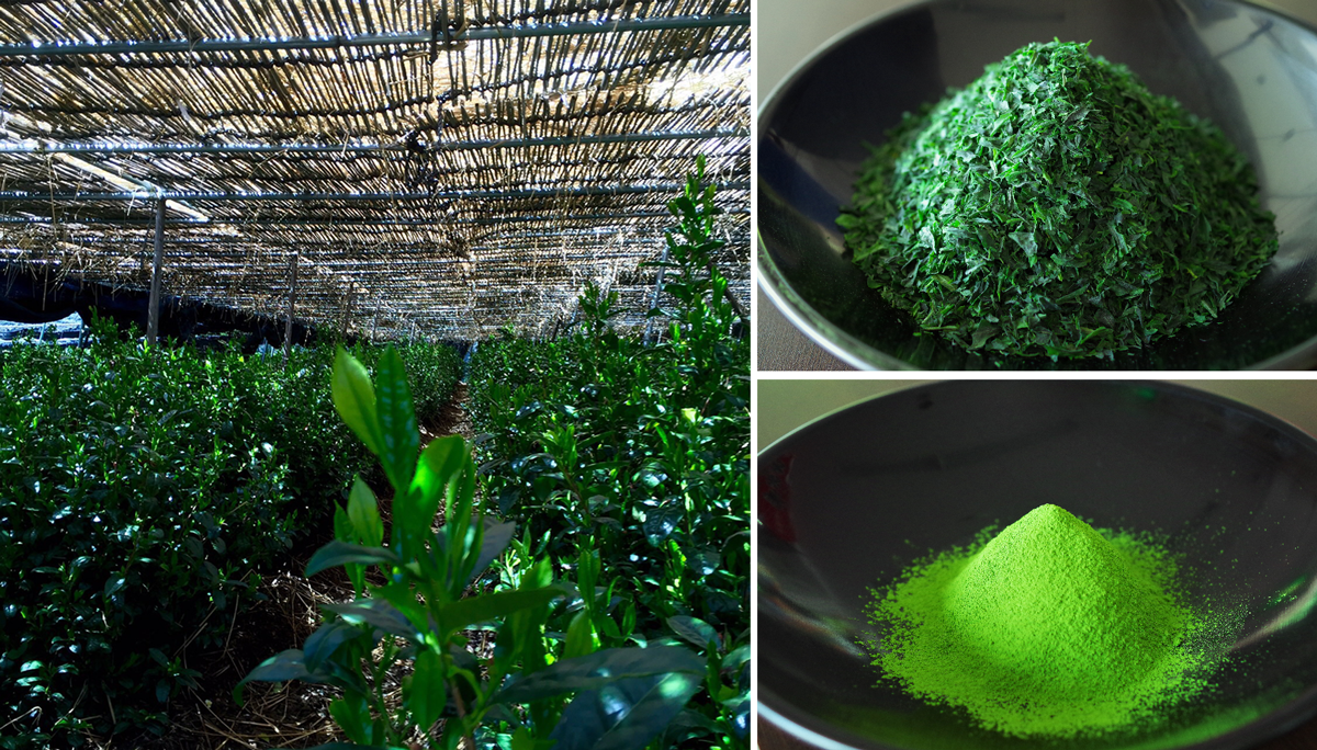 the pictures of tea farm, tencha, and matcha